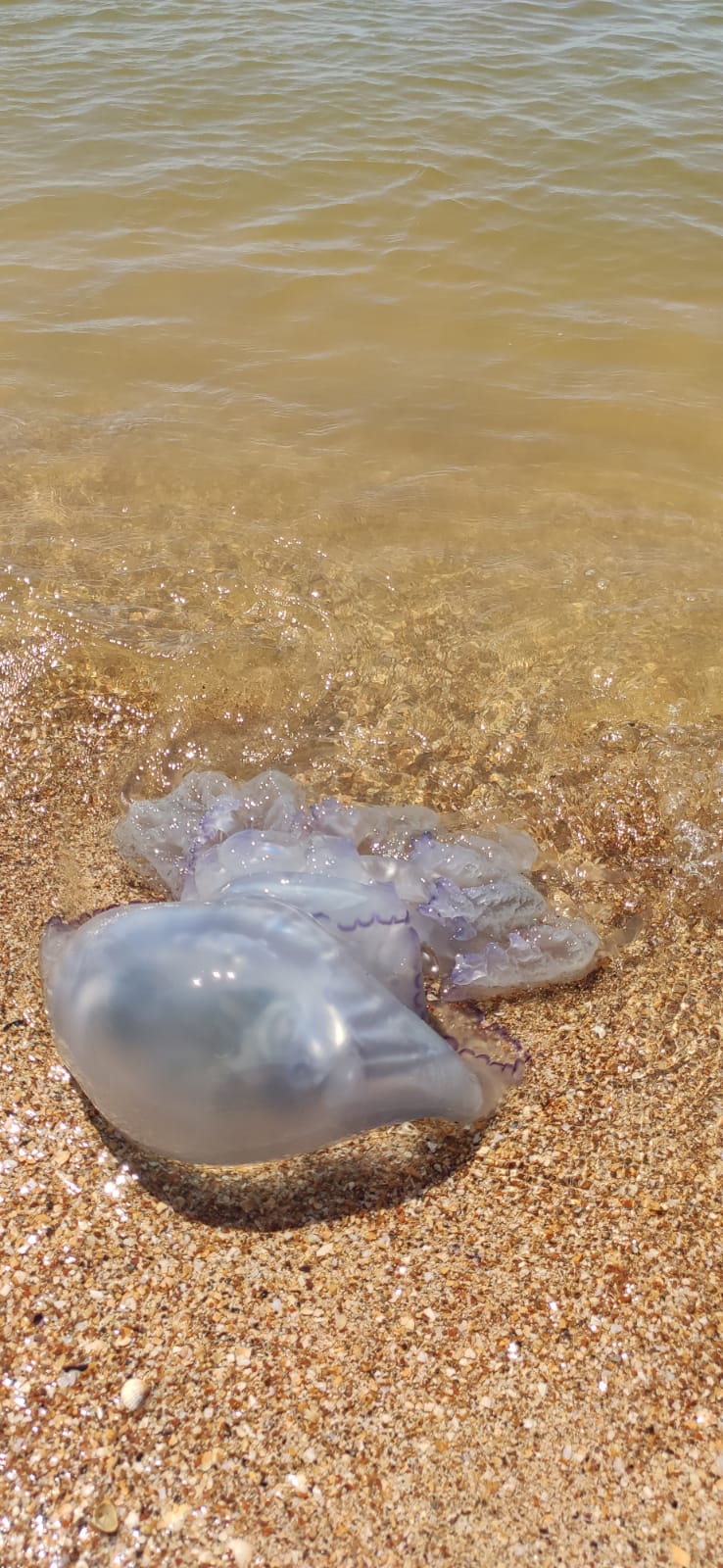 кто живет в азовском море