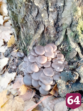 Во дворах саратовцев выросли вешенки