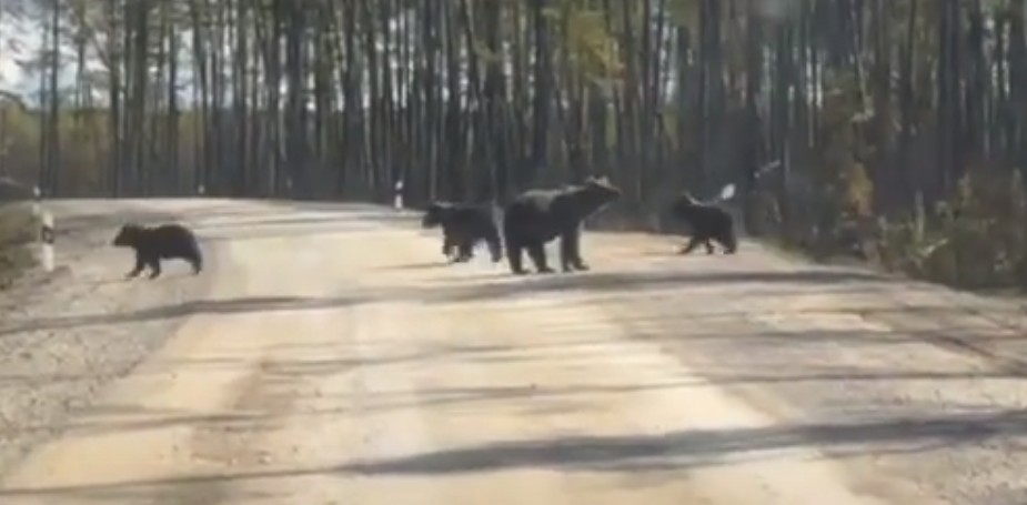дорогие медведи. три медведя на трассе. медведи в нефтеюганском районе. медведи на трассе тюмень ханты мансийск. медведь подошёл к машине.