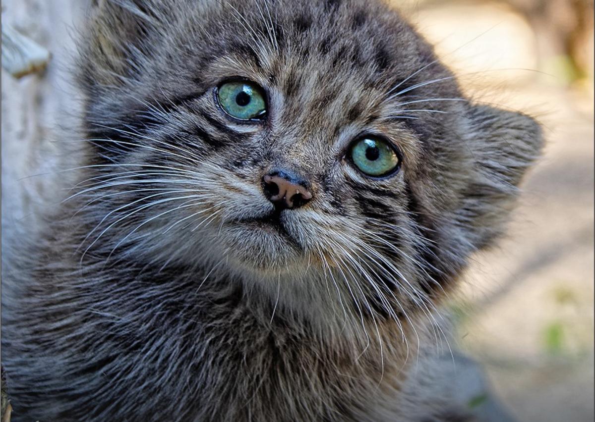 В Новосибирском зоопарке манулы установили рекорд, родив 12 котят