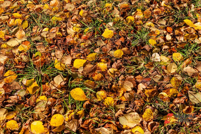 В Свердловской области нашли заброшенные земли, которые могут стать угрозой пожара
