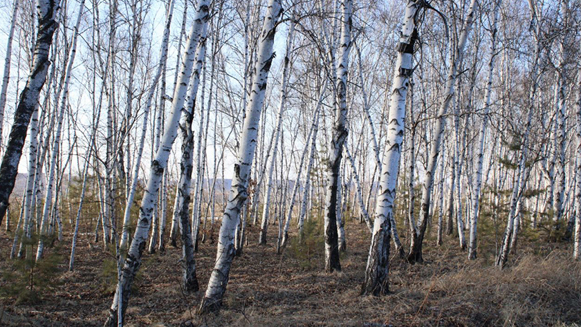 Жителям шести муниципалитетов Приамурья запретили посещать леса - gtrkamur.ru