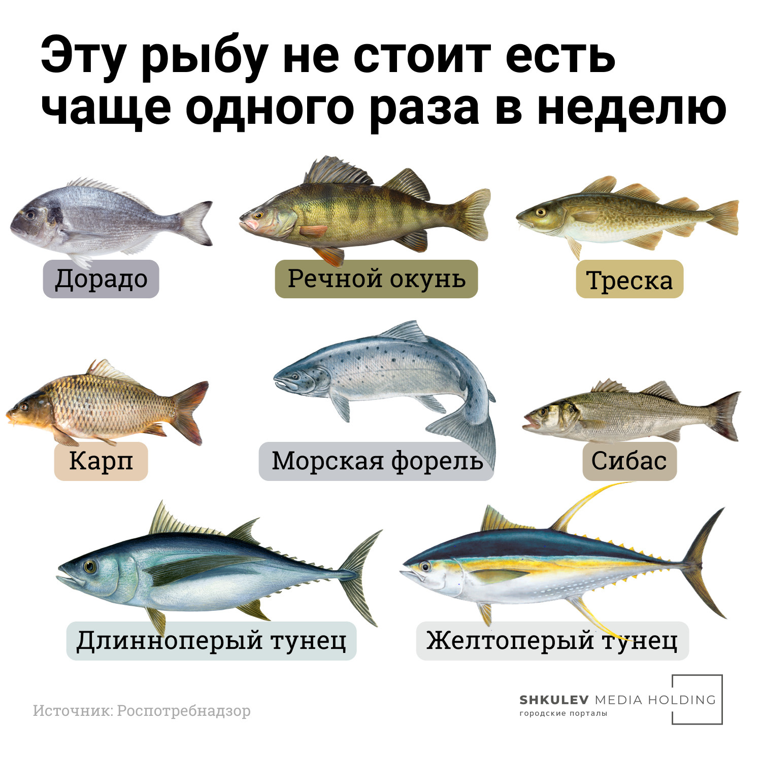 Разновидности рыб в картинках