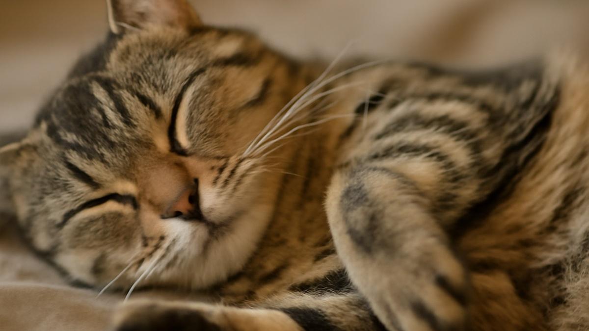 Спящий кот