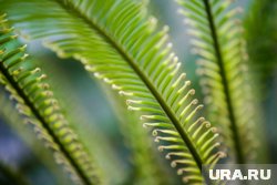 На ТНТ вышел новый выпуск «Звезды в джунглях»