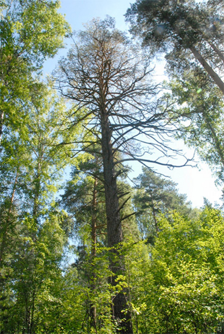 сосново екатеринбург. сосновый бор екатеринбург. сосновый 14 екатеринбург. сосново екатеринбург. сосновый переулок 14.