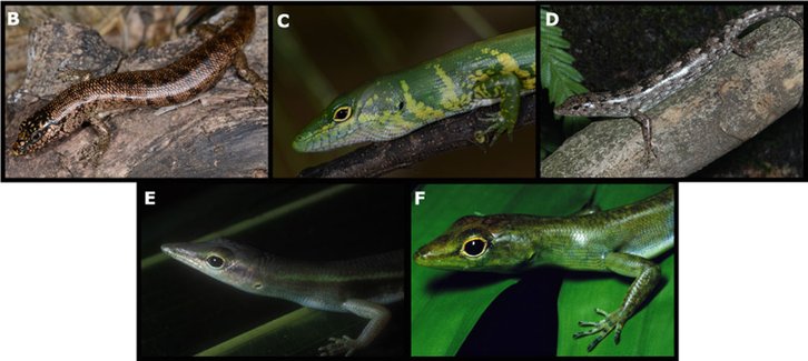 Фото: Science Advances