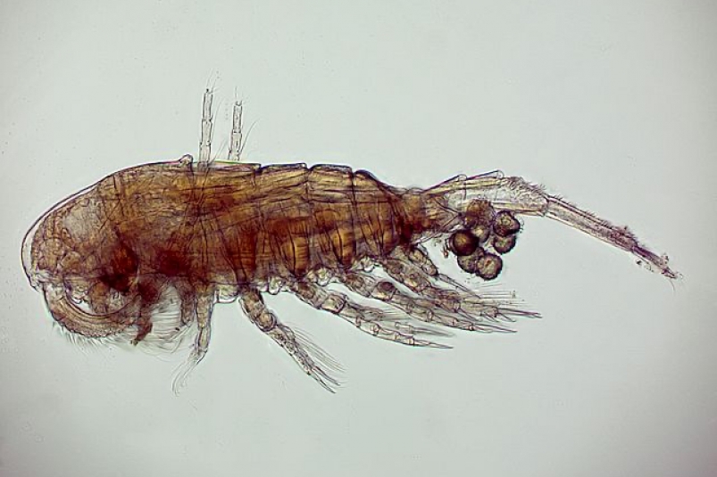 У берегов Сахалина нашли новый подвид ракообразных. пресс-служба СахНИРО