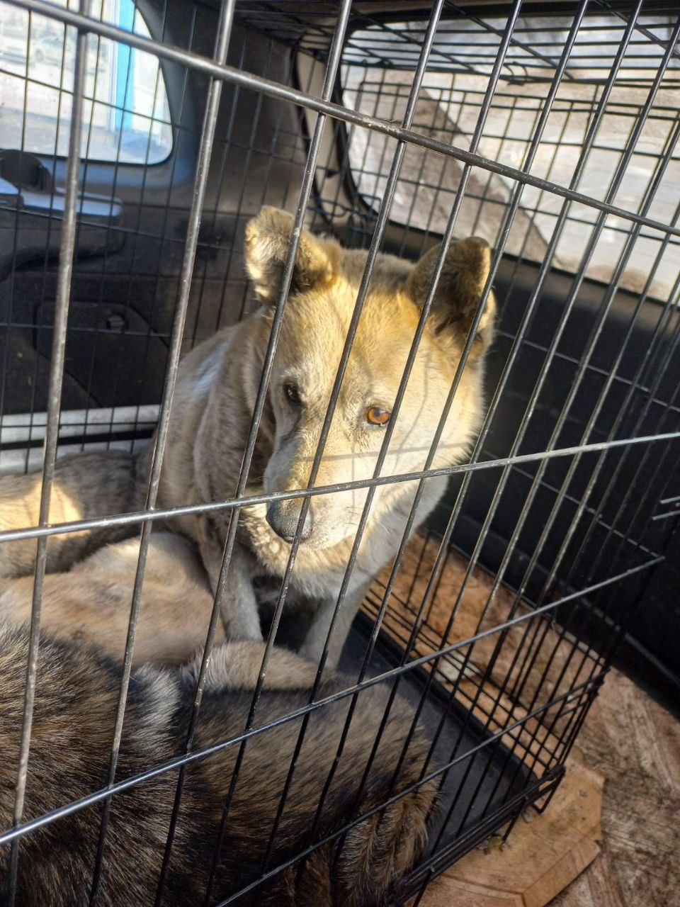 Служба отлова собак улан-удэ. Бездомные собаки. Отлов собак улан удэ телефон. Недавно отловленные собаки в улан удэ. Бродячие собаки.