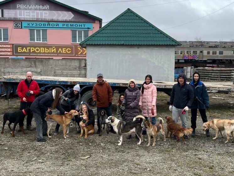 Сотрудники минстроя привезли подарки обитателям сахалинского приюта «Пес и кот»