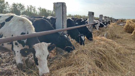Семейная животноводческая ферма в Энгельсском районе развивается благодаря участию в нацпроекте