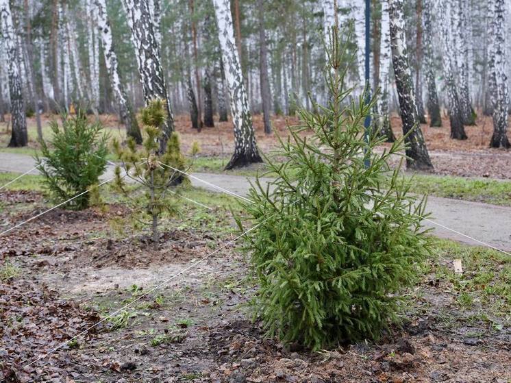 На стражу новогодних ёлочек в Челябинской области встанет полиция