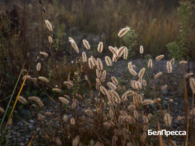 Вячеслав Гладков провёл совещание по вопросу строительства президентской школы - Изображение 1