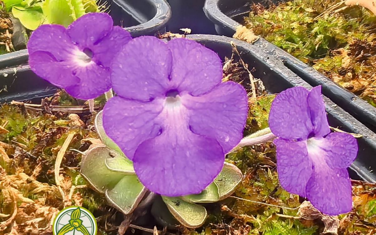 Ботанический сад КГУ им. К.Э. Циолковского