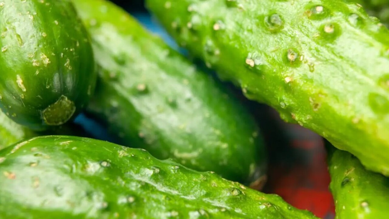 Возможность выращивания огурцов в условиях зате...