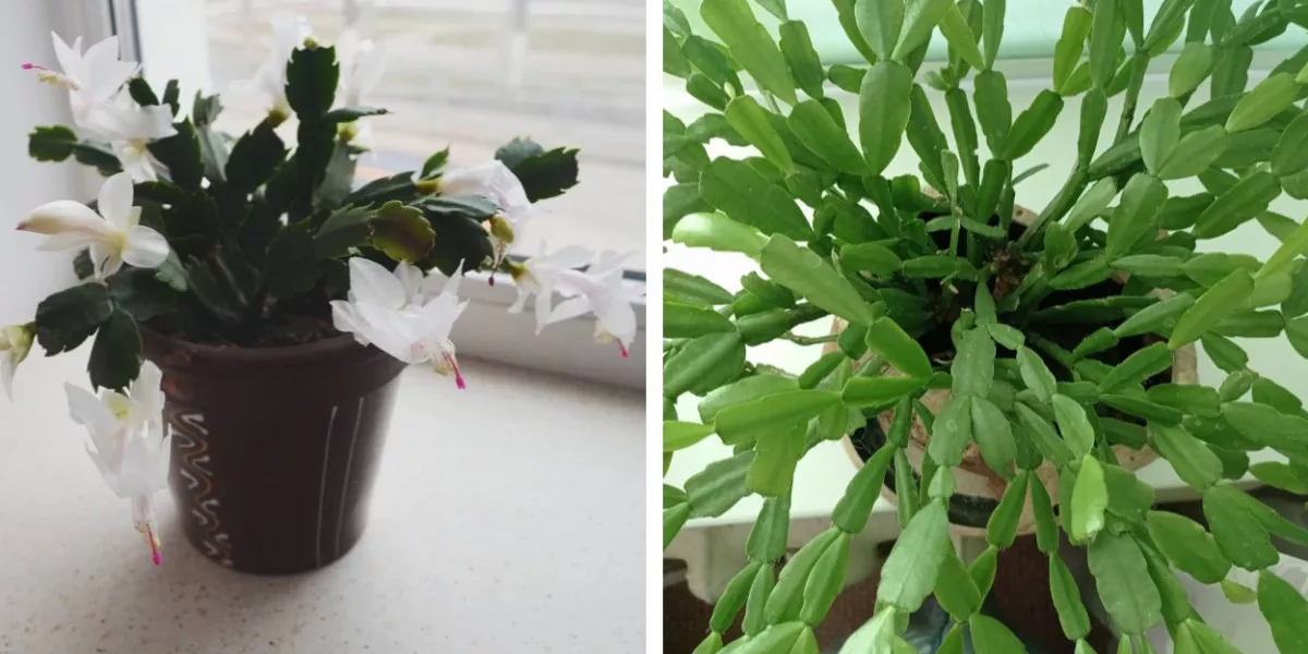 у декабриста опадают бутоны. причина опадания бутонов у декабриста. причина опадания бутонов у декабриста. декабрист paprika. декабрист бутоны.