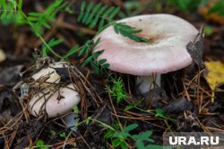 Курганский грибник нашел оружие в лесу