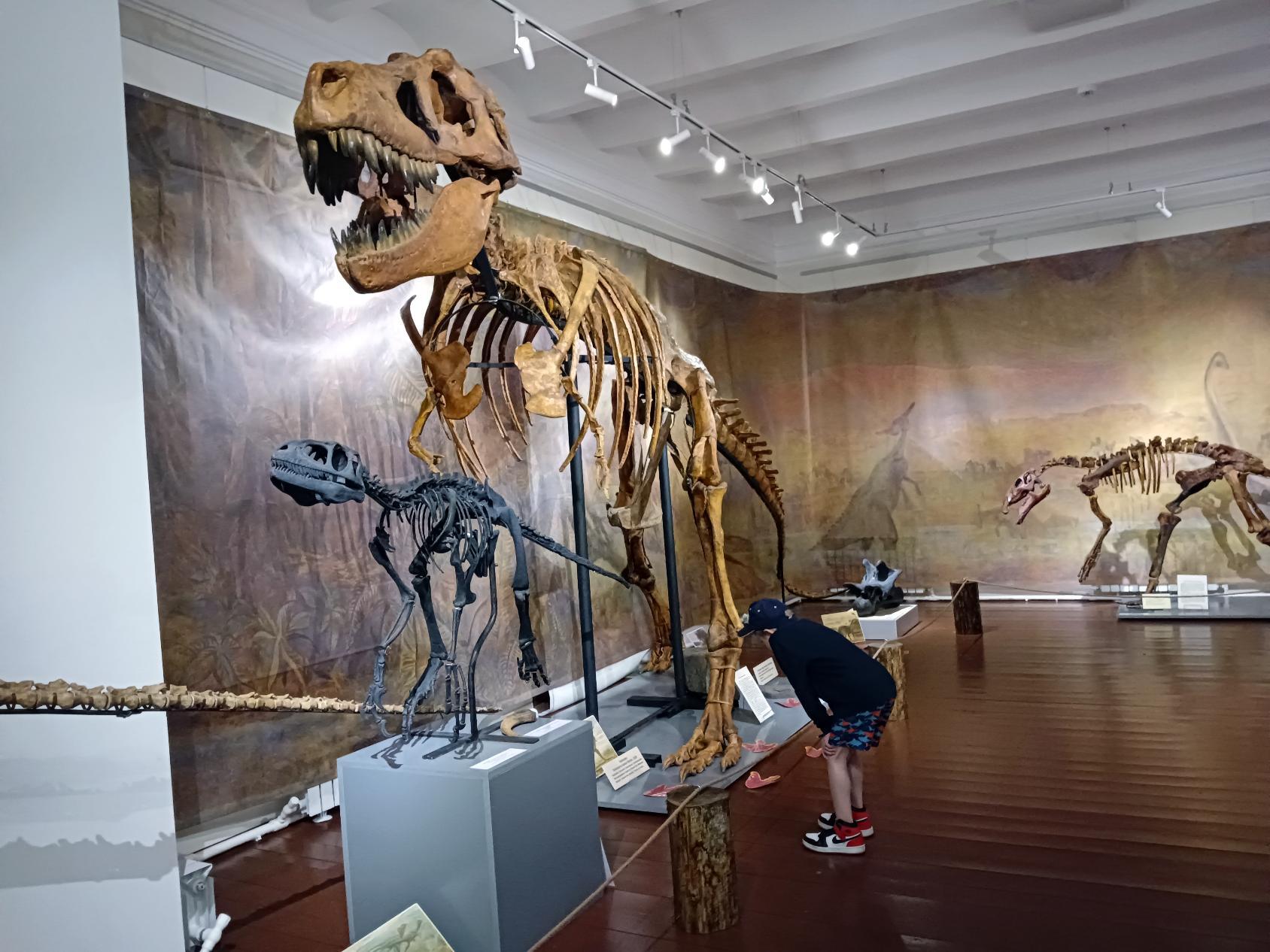 Выставка динозавры россии. Небольшая экспозиция с динозаврами. Выставка динозавров в Москве. Экспозиция динозавров. Выставка движущихся динозавров.