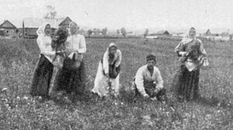 Тематическое фото. Поле в селе Рыковское ГИАСО