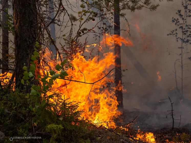 В течение пожароопасного периода в Карелии было зафиксировано свыше двухсот случаев возгорания в лесах