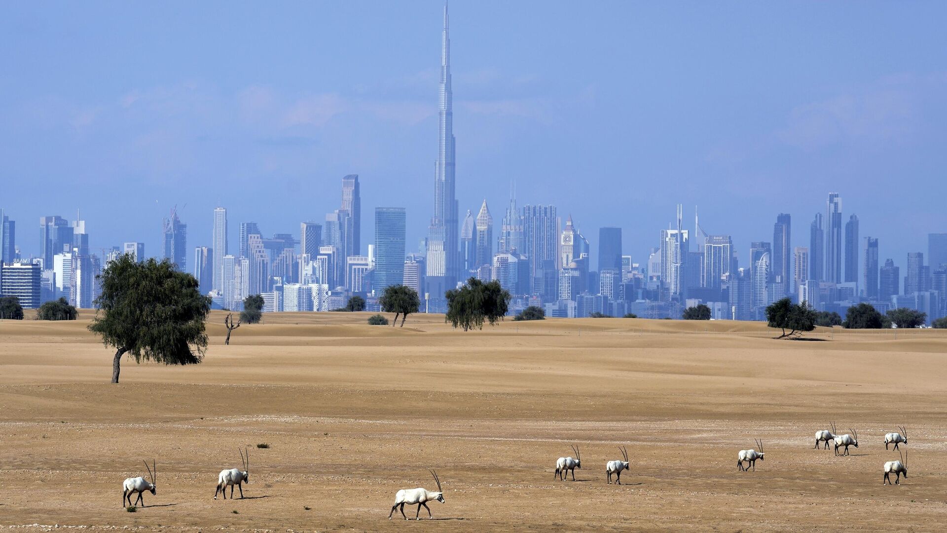 Глава МИД Молдовы Попшой летит в ОАЭ за отменой визового режима - Sputnik Молдова, 1920, 04.08.2025