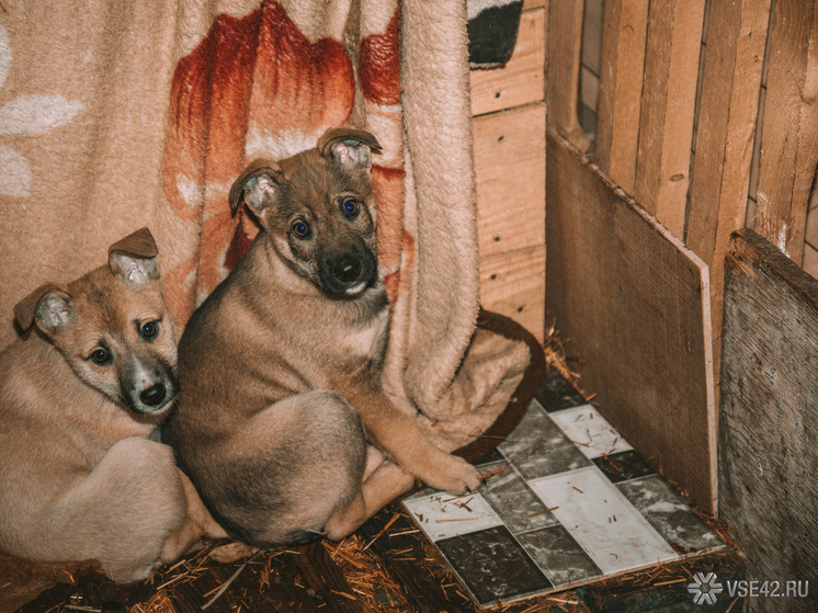 В Кузбассе вынесен приговор мужчине, совершившему убийство трех щенков