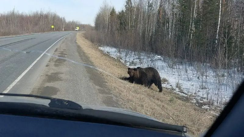 Медведица с медвежонком вышли к дороге в Югре