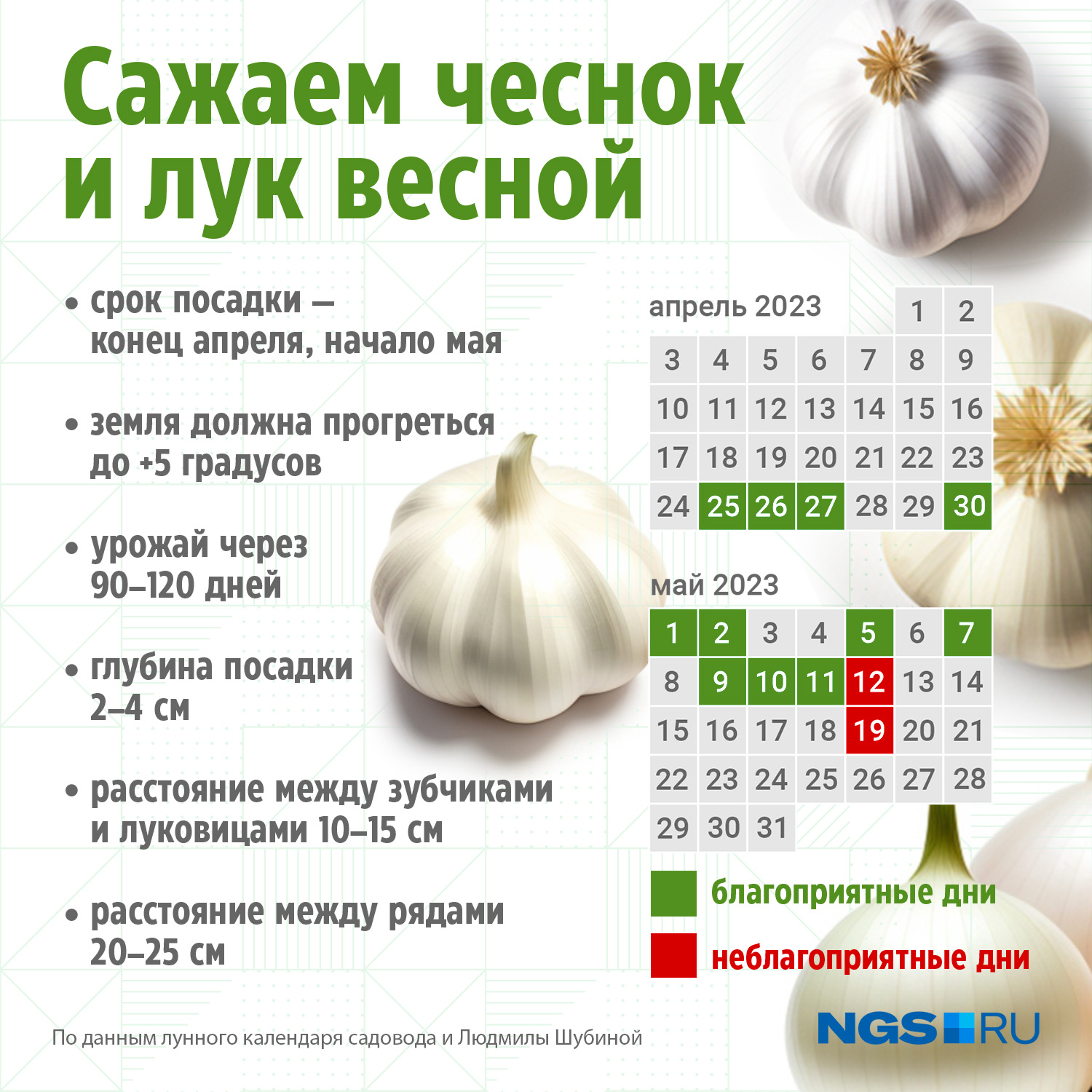 Какого числа нужно сажать чеснок в зиму. Схема подкормки чеснока. Схема подкормки озимого чеснока. Схема удобрения чеснока.