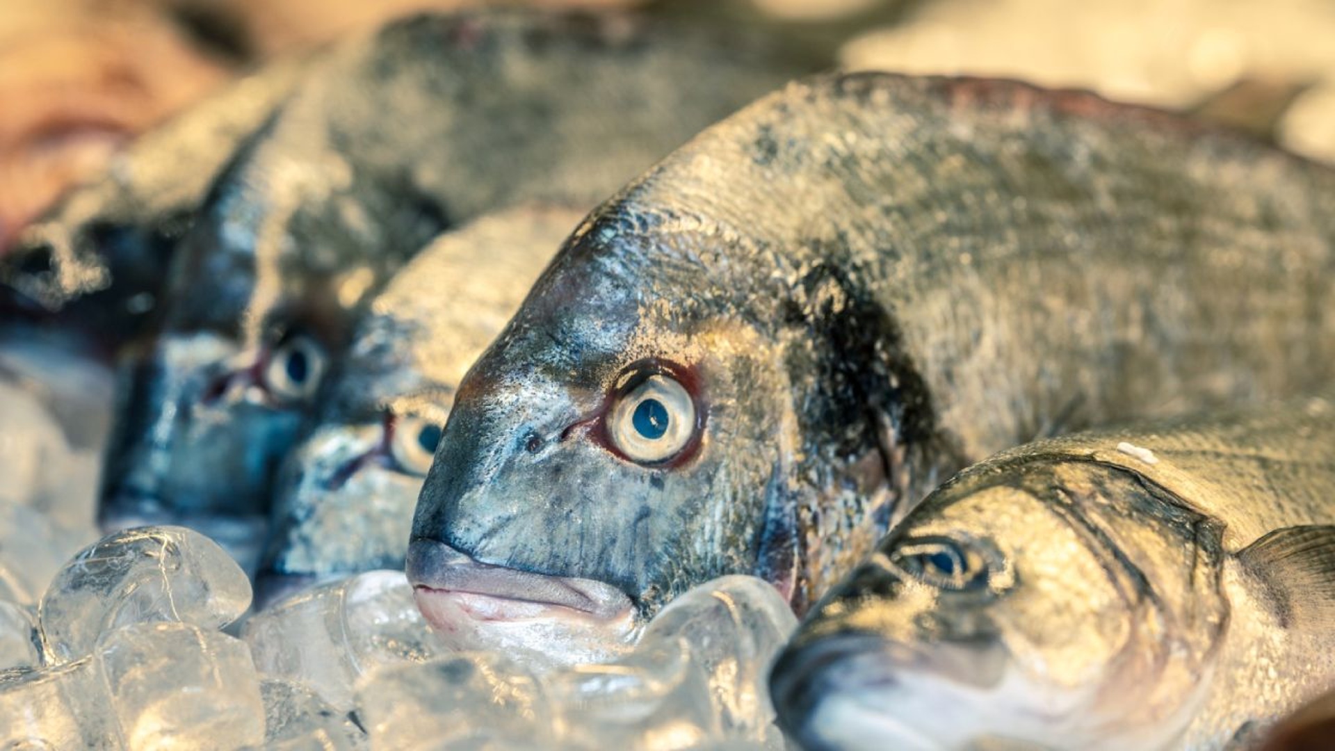 Рыба в ассортименте. Рыбный прилавок. Дорадо черноморский. Морские рыбы. Рыба.