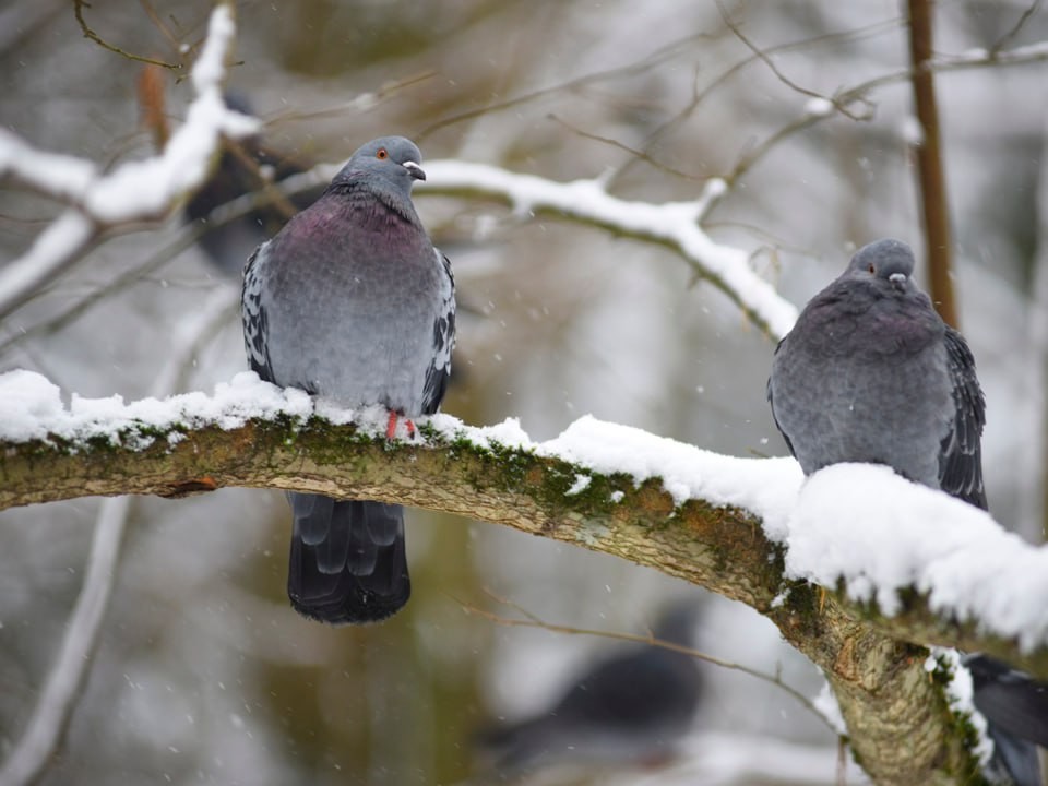 Погодный шок для Подмосковья: когда на регион обрушится самый сильный мокрый снег?