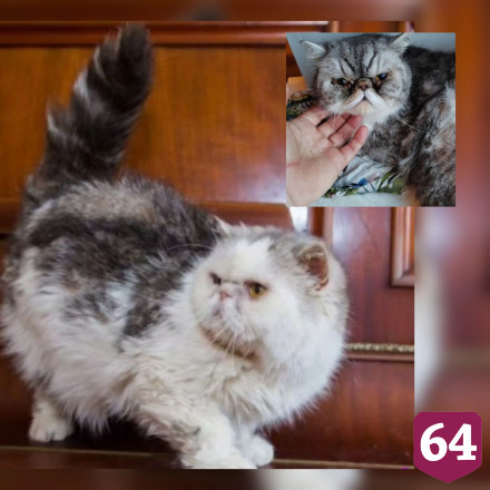 Читатели «Региона 64» откликнулись на беду осиротевших кошек 