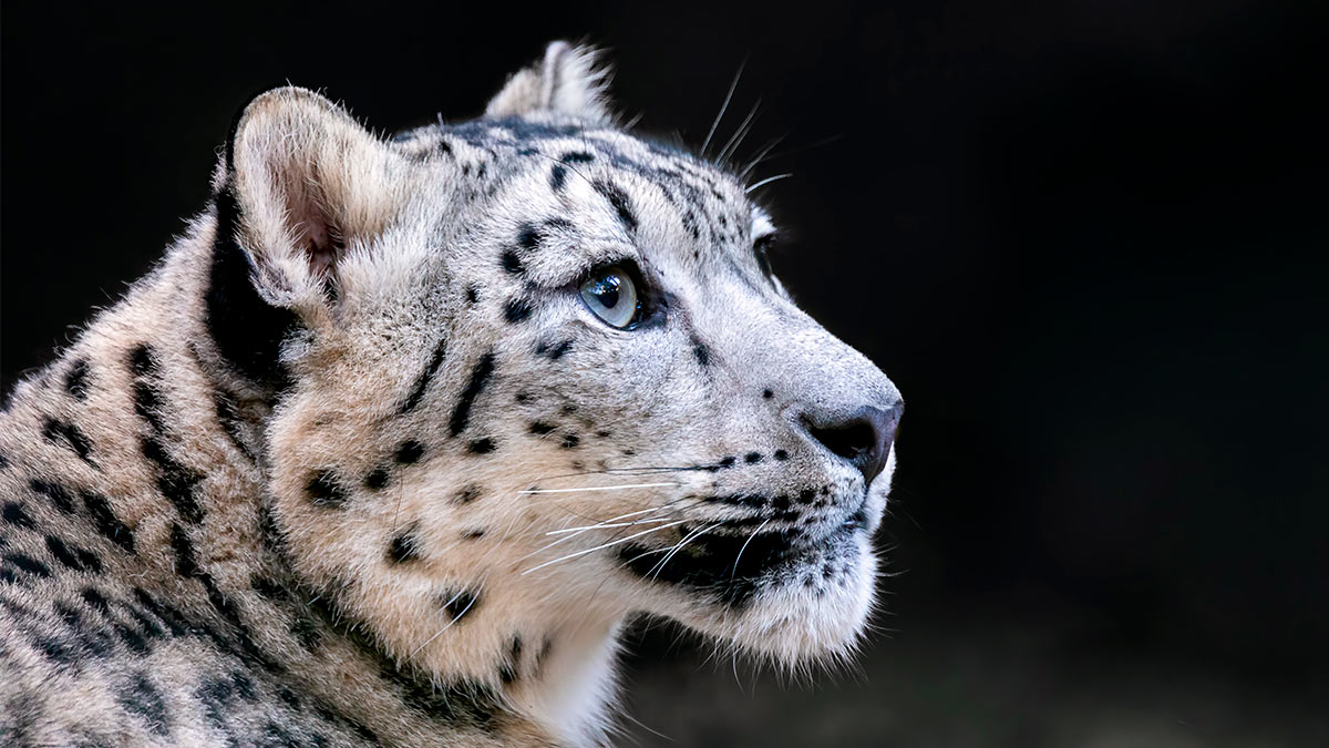 Международный день снежного барса