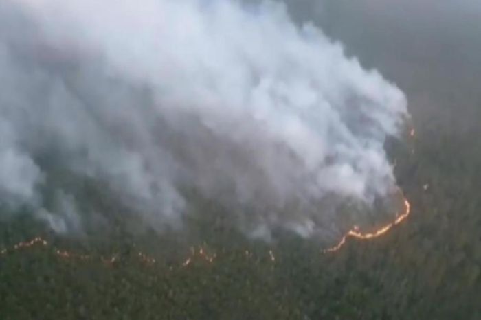 С начала года на Камчатке сгорело более тысячи гектаров леса 