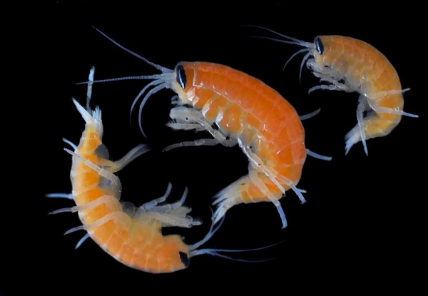 Байкальские рачки сохранили адаптацию к высоким температурам