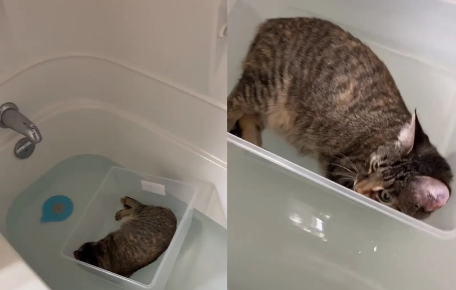 Видео кота в ванной. Кот в ванной. Ванни. Кто в ванне. Метод трех ванн.