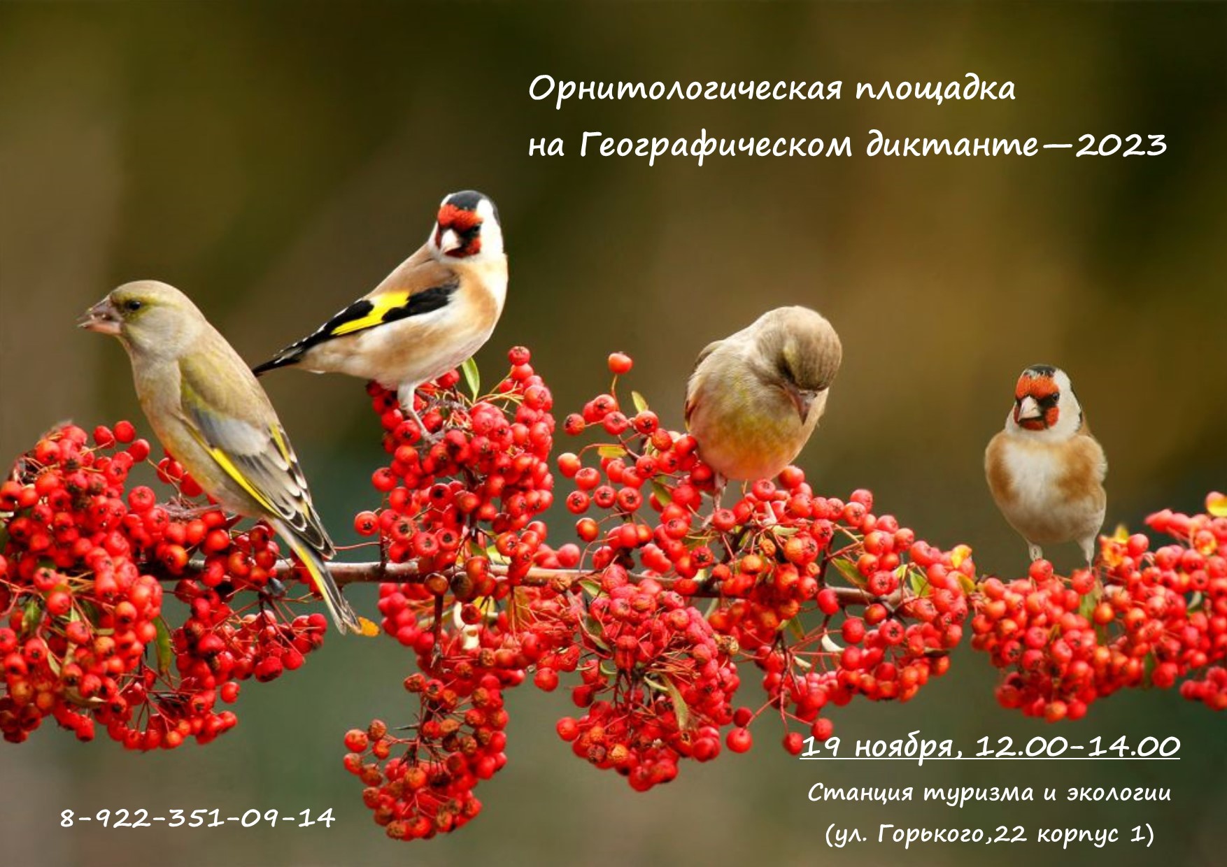 Много птиц