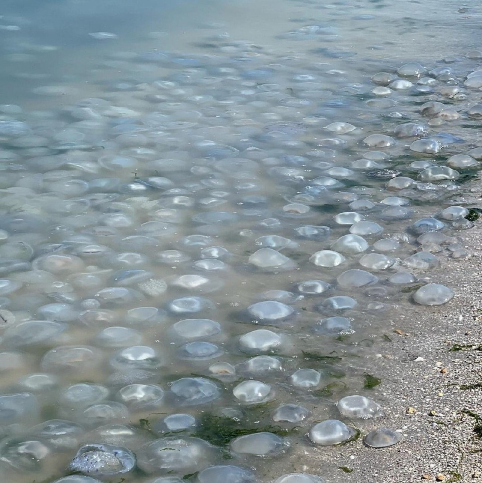 медуза корнерот черное море