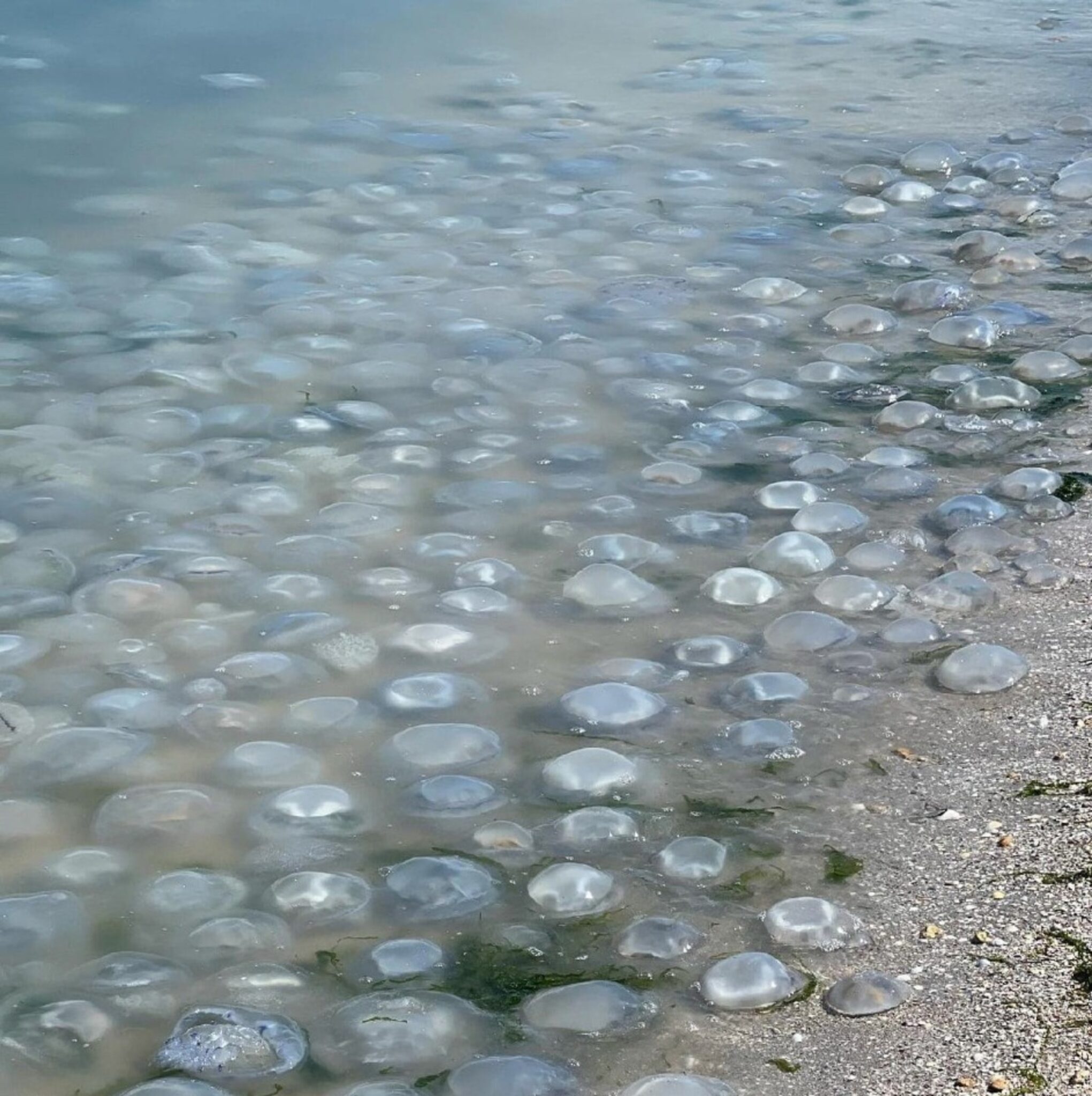 медузы черного моря опасны или нет