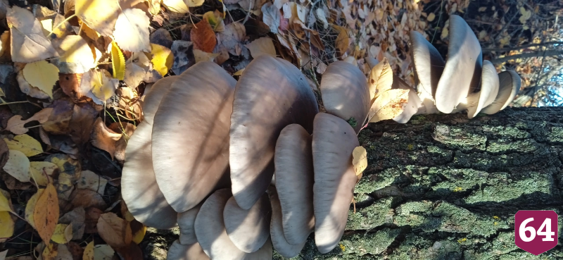 Во дворах саратовцев выросли вешенки