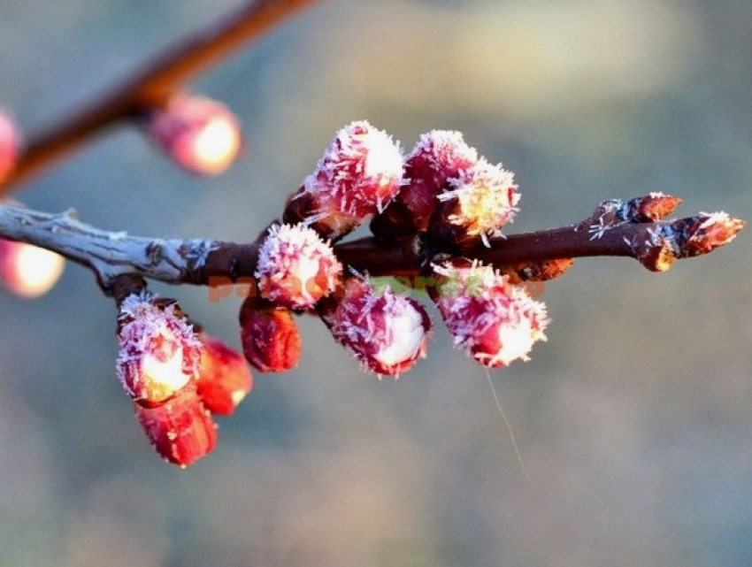 Заморозки на севере Молдовы погубили почти весь урожай садов