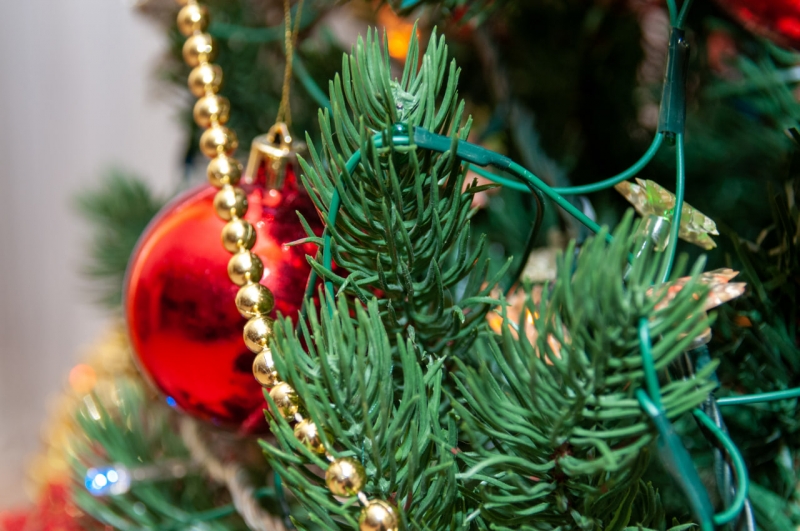 Свердловчане могут взять елку в аренду