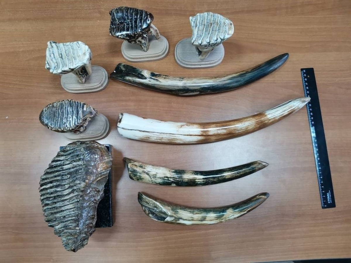 За контрабанду бивней мамонта жителю Новороссийска грозит до пяти лет