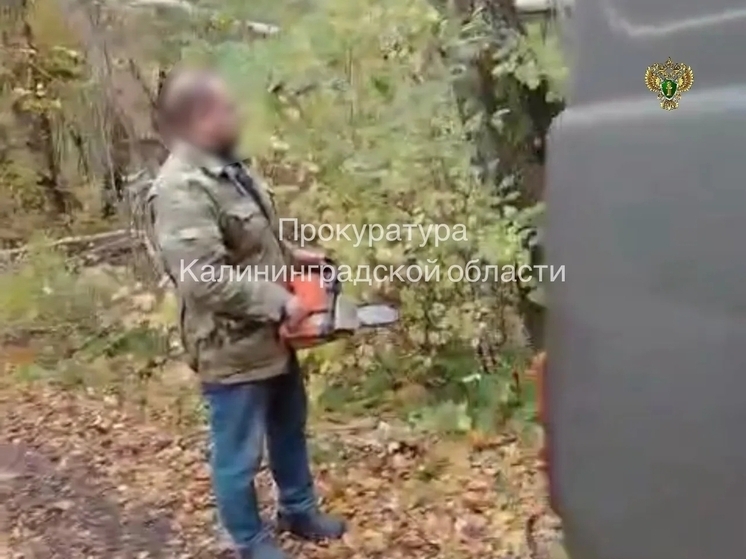 Житель Балтийска спилил березу и получил 7 месяцев принудительных работ