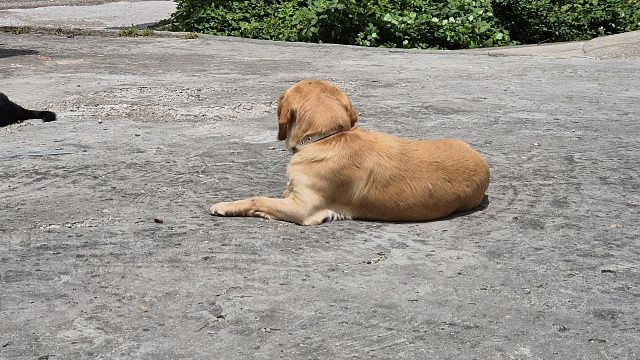 Фото: телеканал «Краснодар»