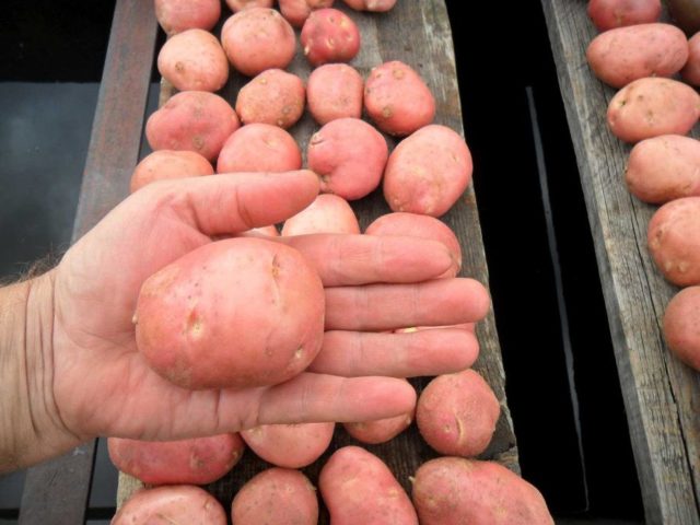 Лучшие сорта картофеля для Южного и Среднего Урала: семенного, новые, отзывы