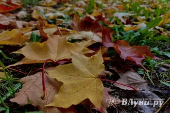 © ВЛуки.ру