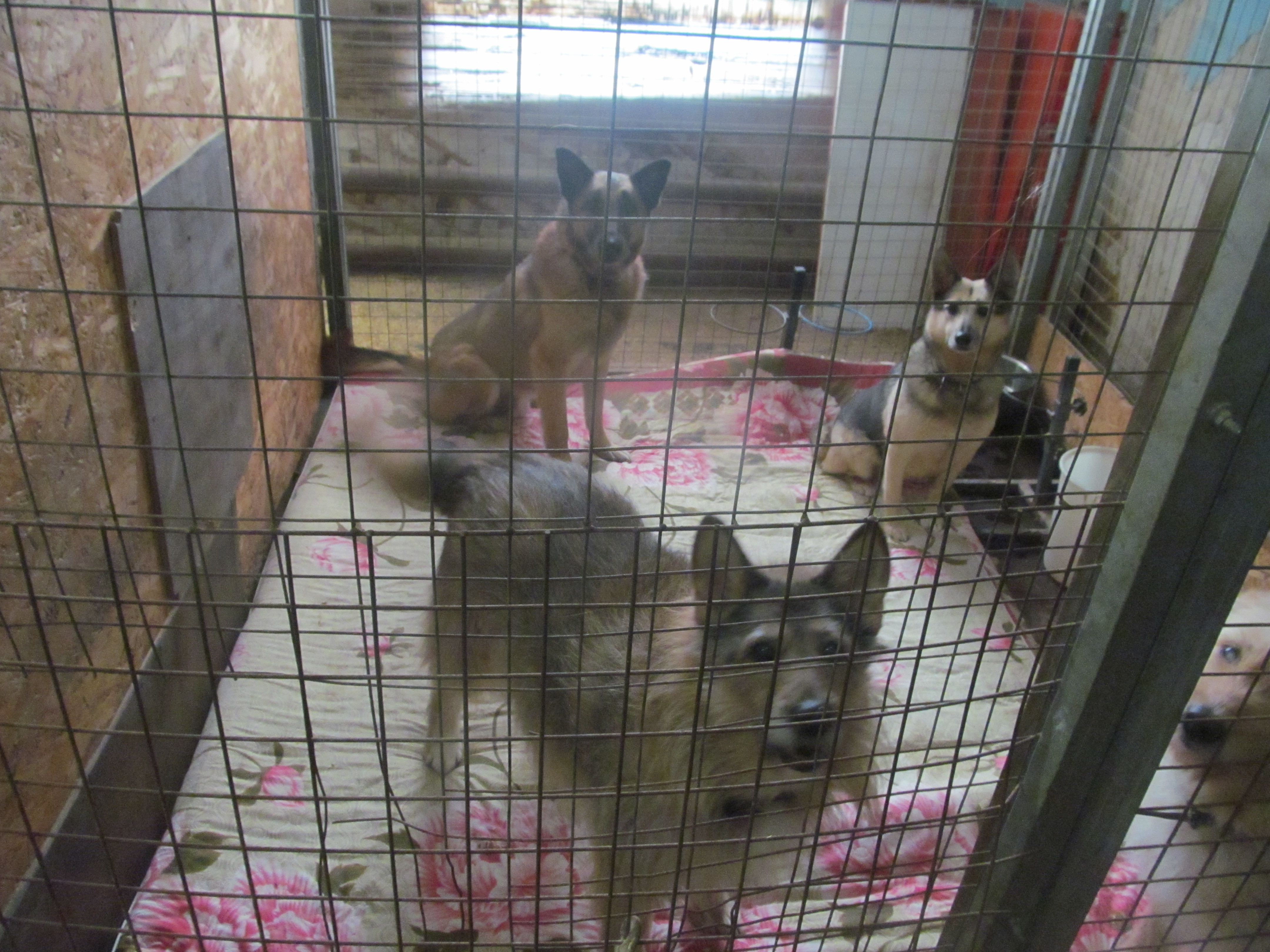 Валента приют для животных во владимире сайт. Владимирский приют животных. Валента приют для животных во владимире сайт. Владимирский приют животных. Валента приют для животных во владимире сайт.