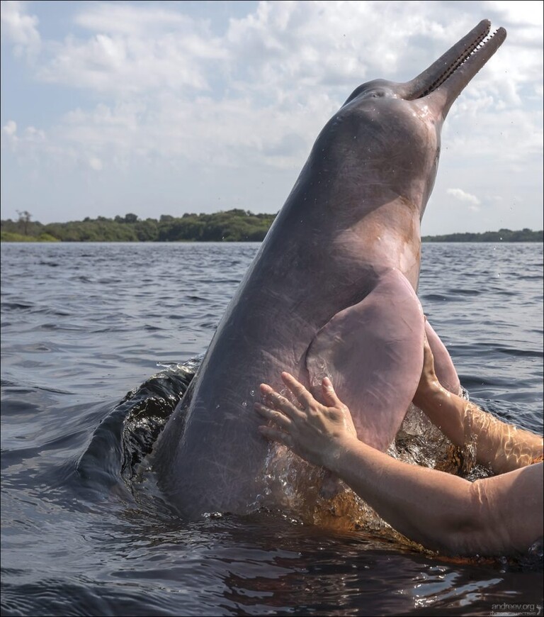 Розовые дельфины Черной реки