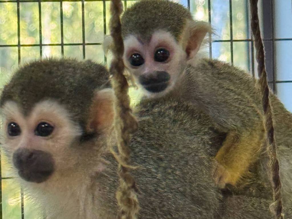 В зоопарке Белгорода пополнение – детёныш появился у обезьянок саймири