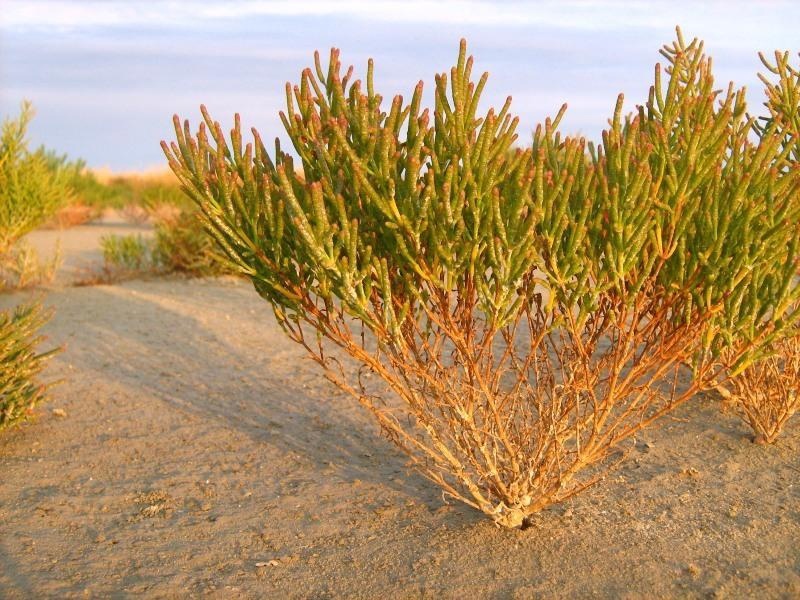 Kochia californica в пустыне